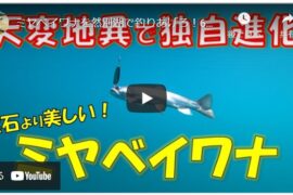 怪魚ハンター山根ブラザーズさんの釣り車中泊旅